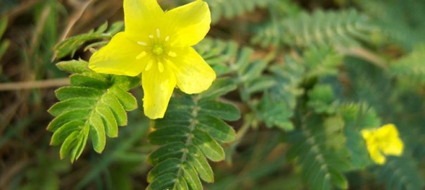 tribulus